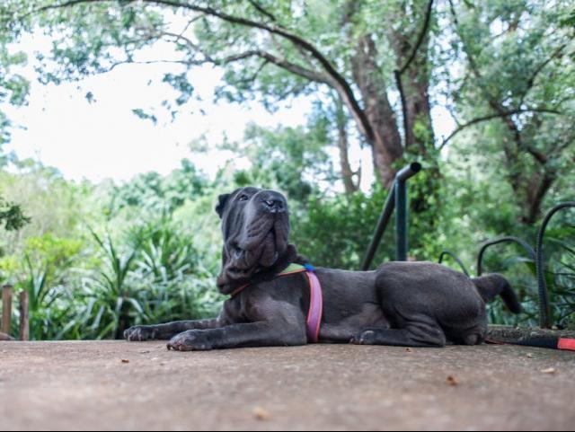 Cachorródromo Parque da Aclimação