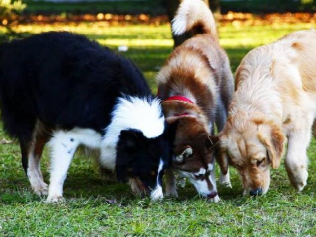 Cachorródromo Do Ibirapuera